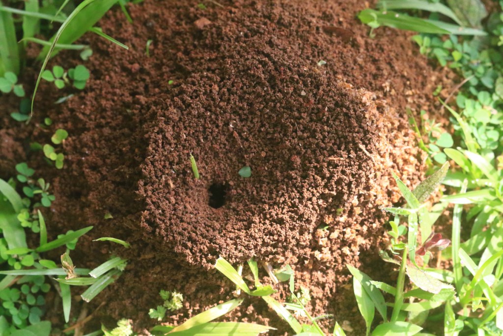 An anthill in the grass