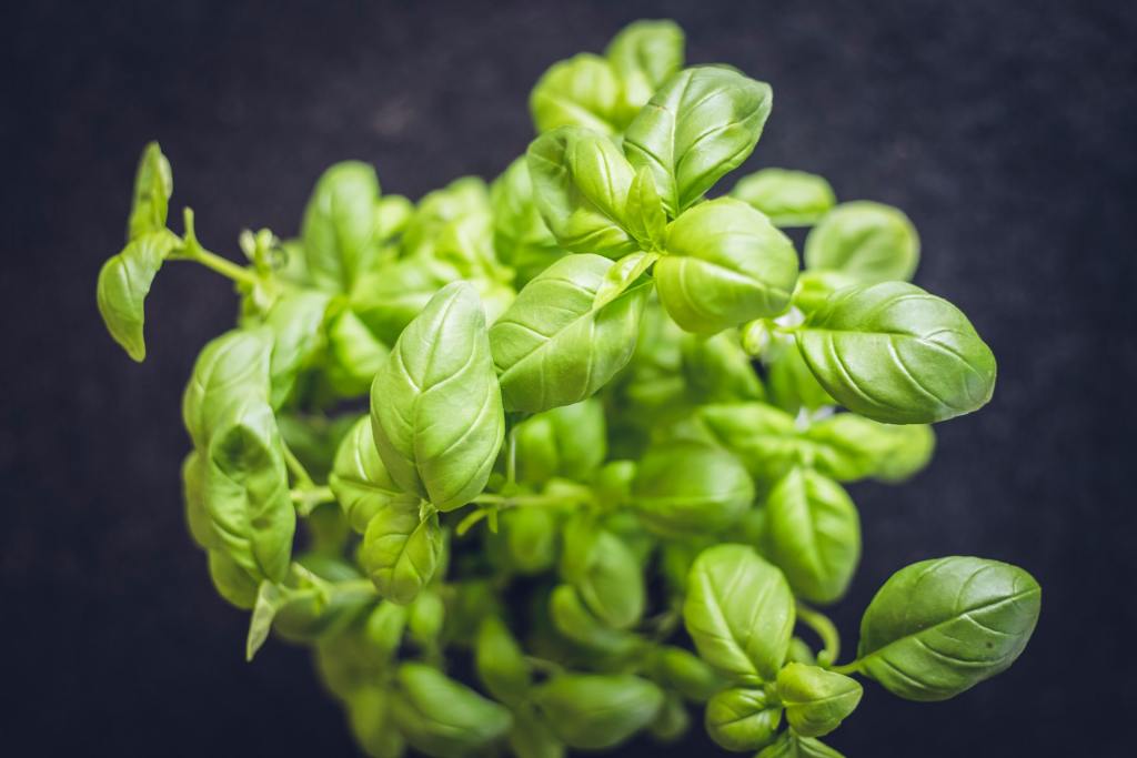 Basil plant