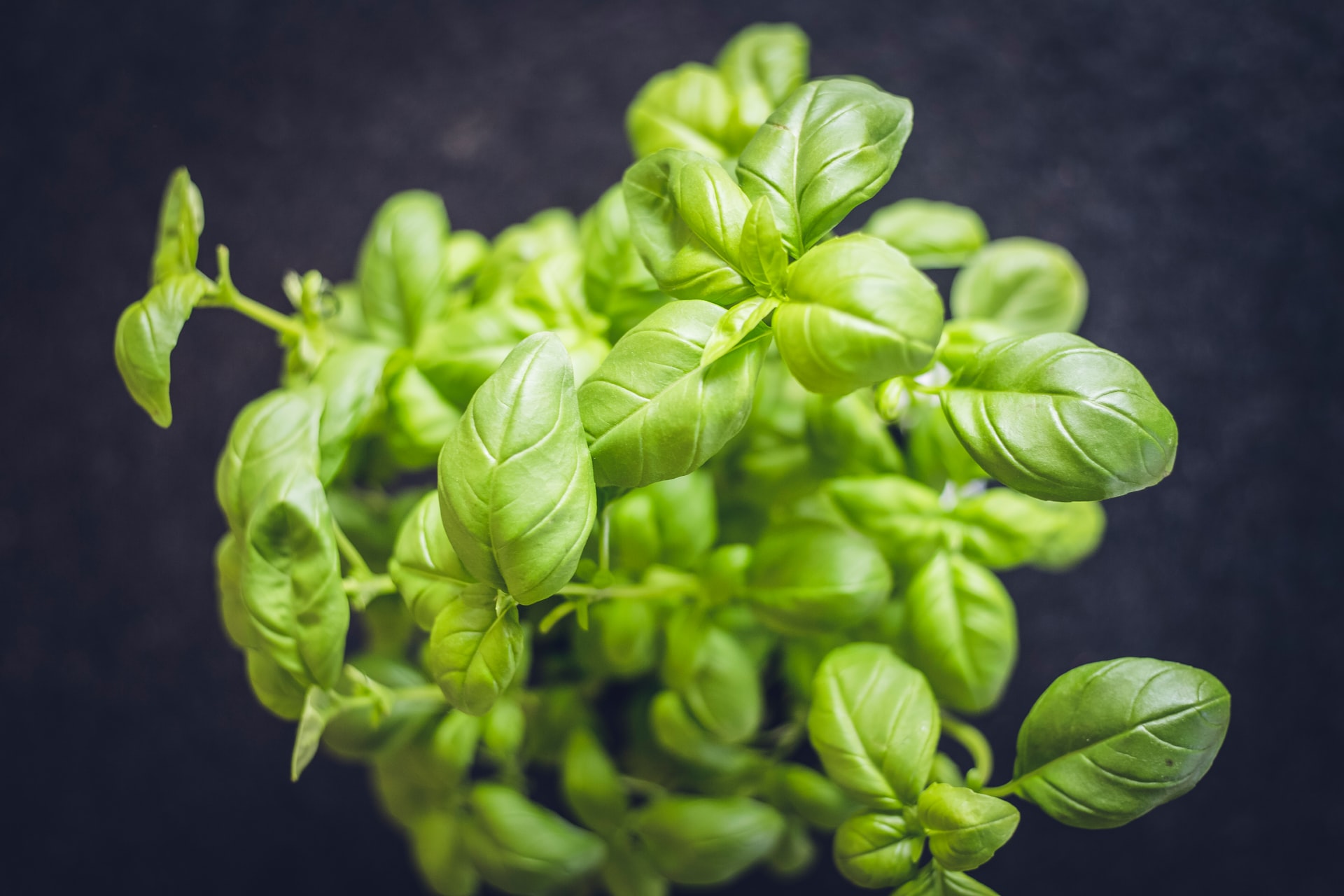 Here's What to Know About Using Basil for Pest Control | HappySprout