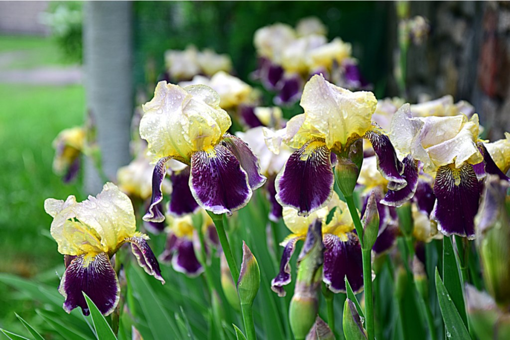 White and purple irises