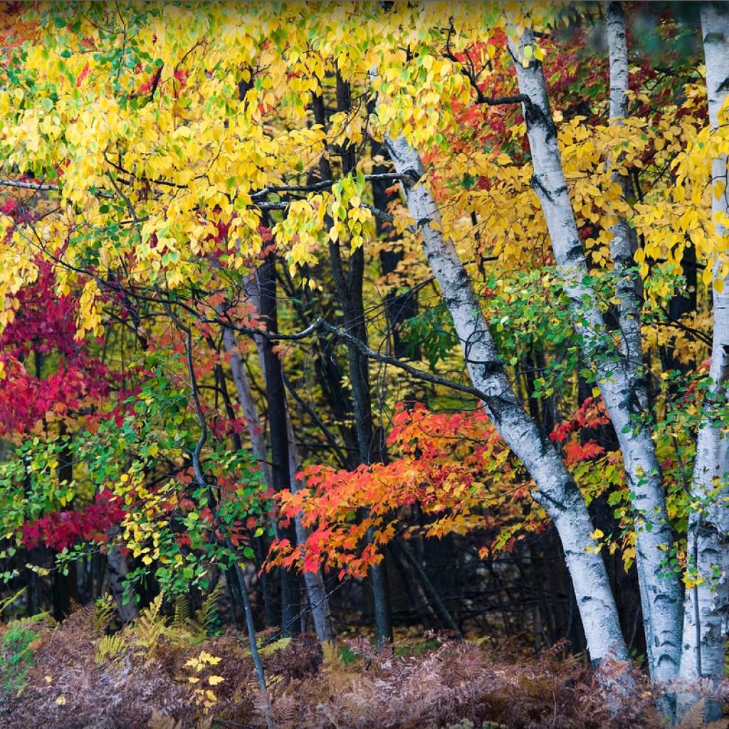 birch and maple trees autumn color