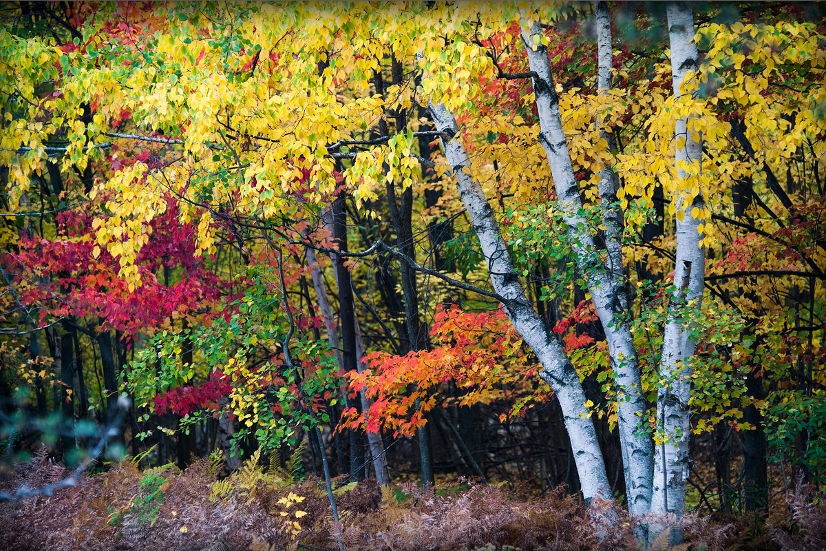 birch and maple trees autumn color
