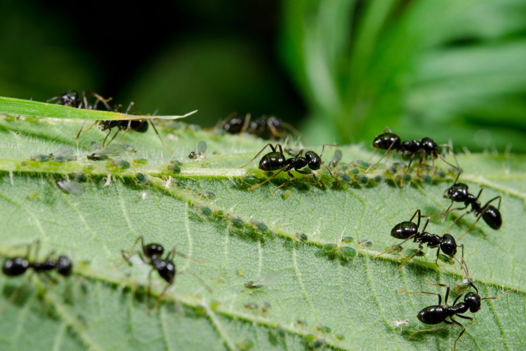 Several small black ants on a leaf