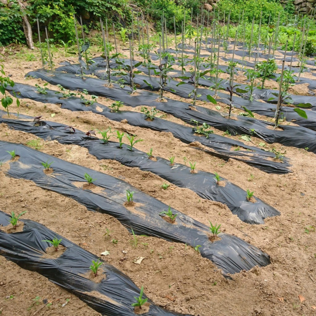 A garden with young plants surrounded by a sheet of black plastic mulch