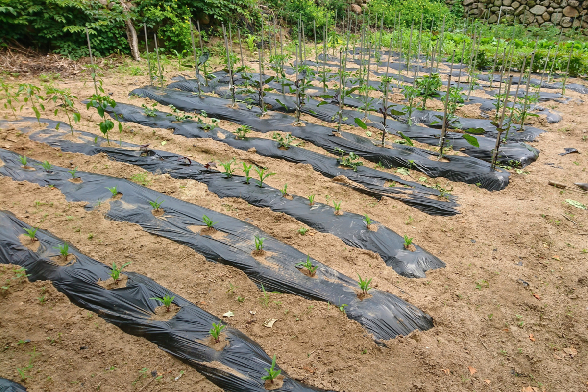 A garden with young plants surrounded by a sheet of black plastic mulch