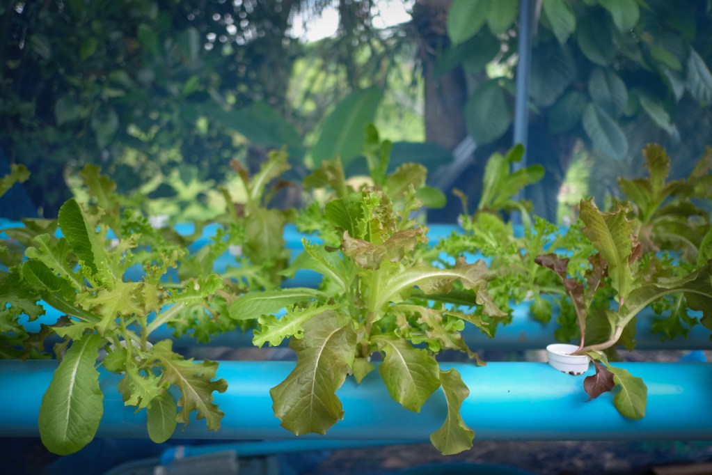 A home hydroponic garden consisting of a blue pipe with plants growing from holes in the side