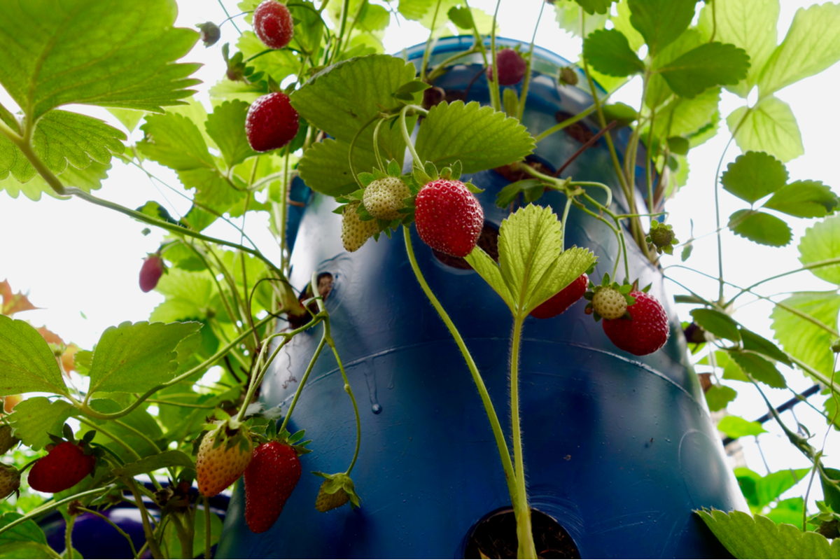 A blue plastic strawberry tower with strawberry plants growing from the top and sides
