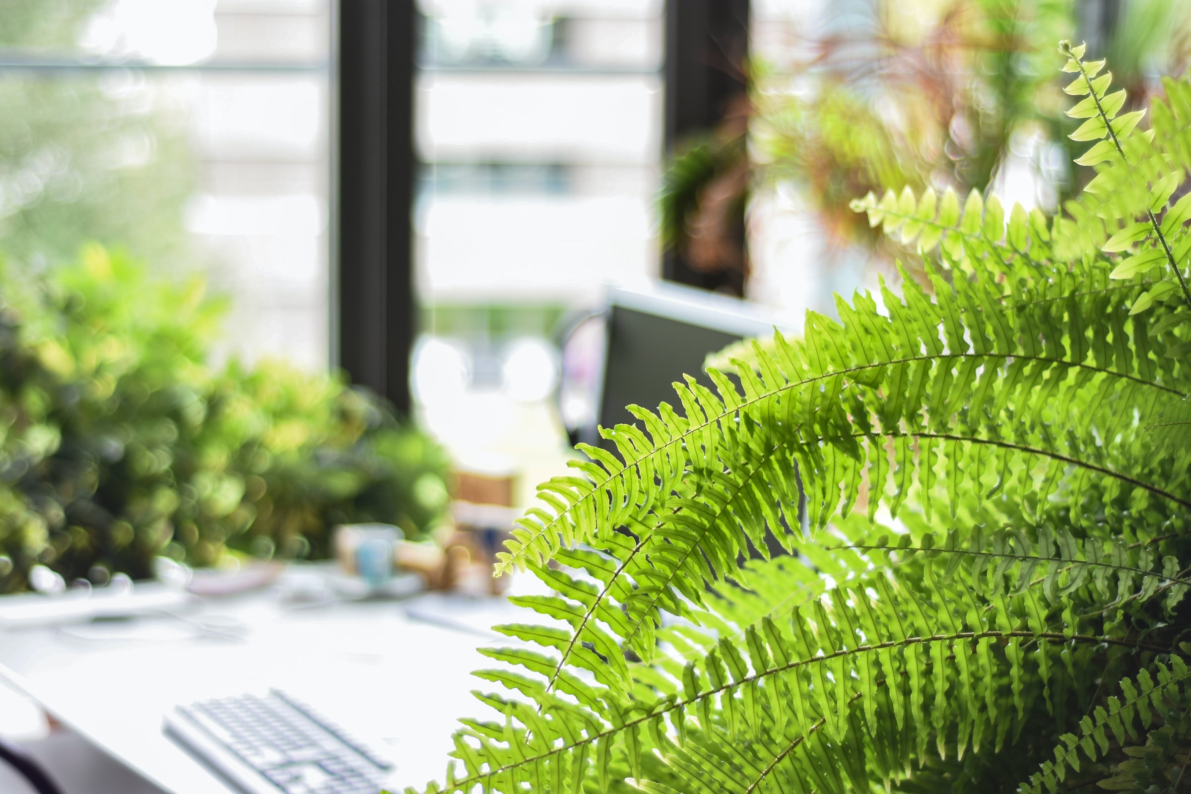 Fern plant