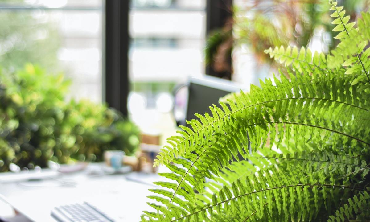 Fern plant