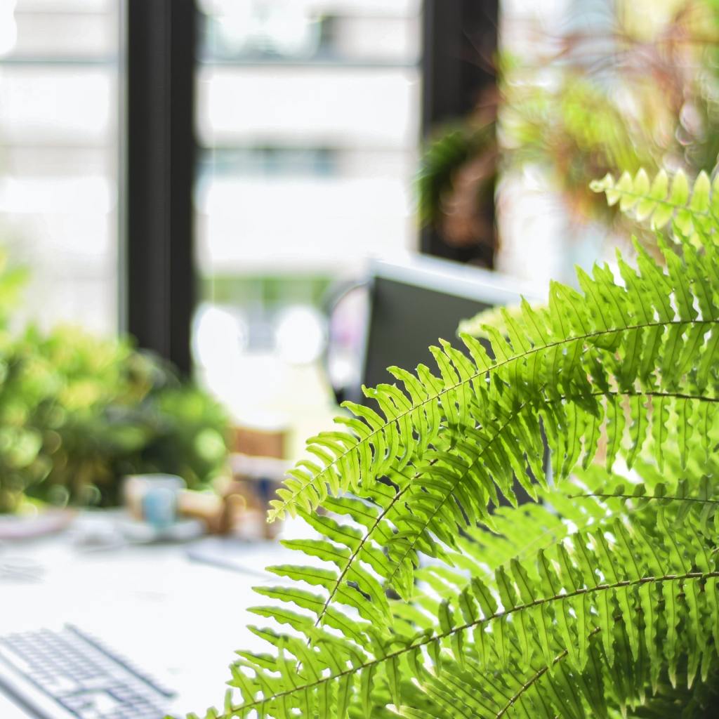 Fern plant