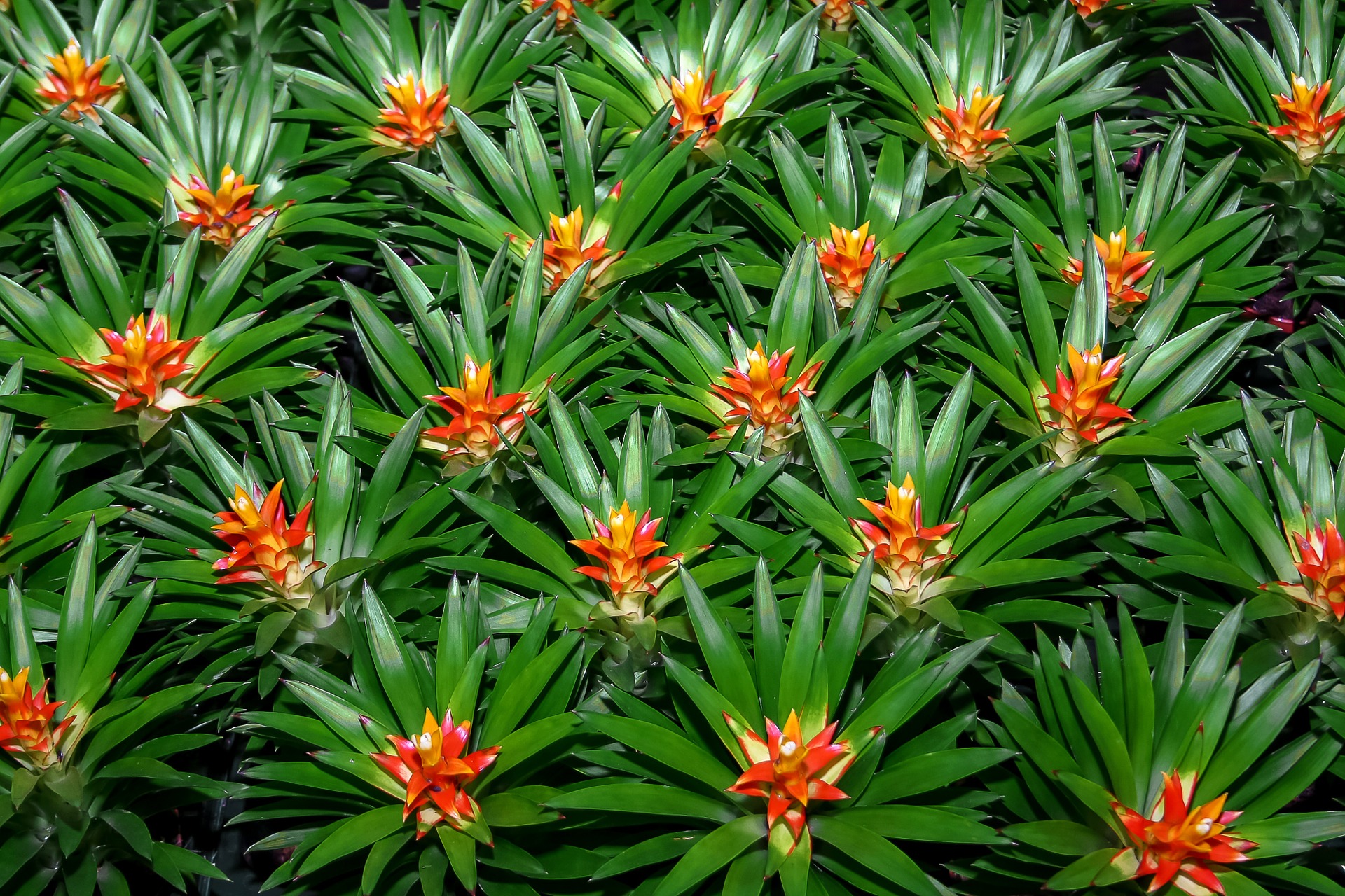 Everything You Need to Know About Bromeliad Blooms HappySprout