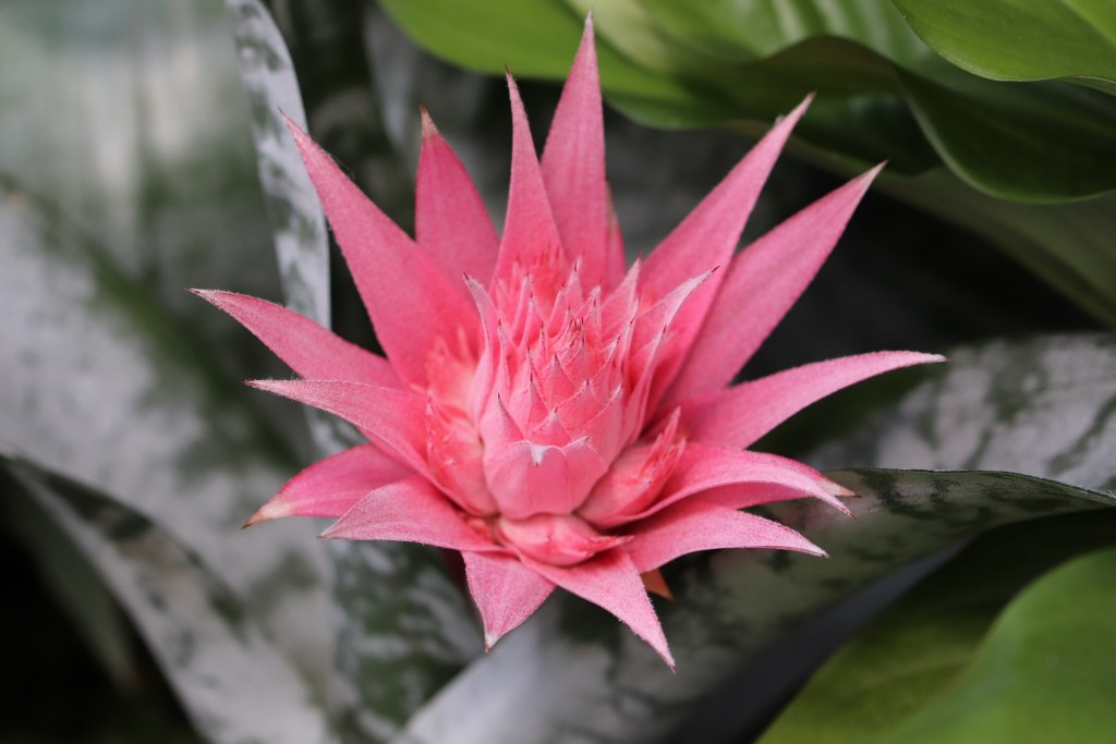 Bromeliad in bloom