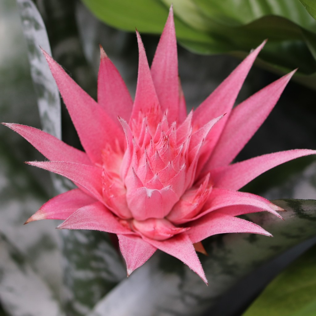 Bromeliad in bloom