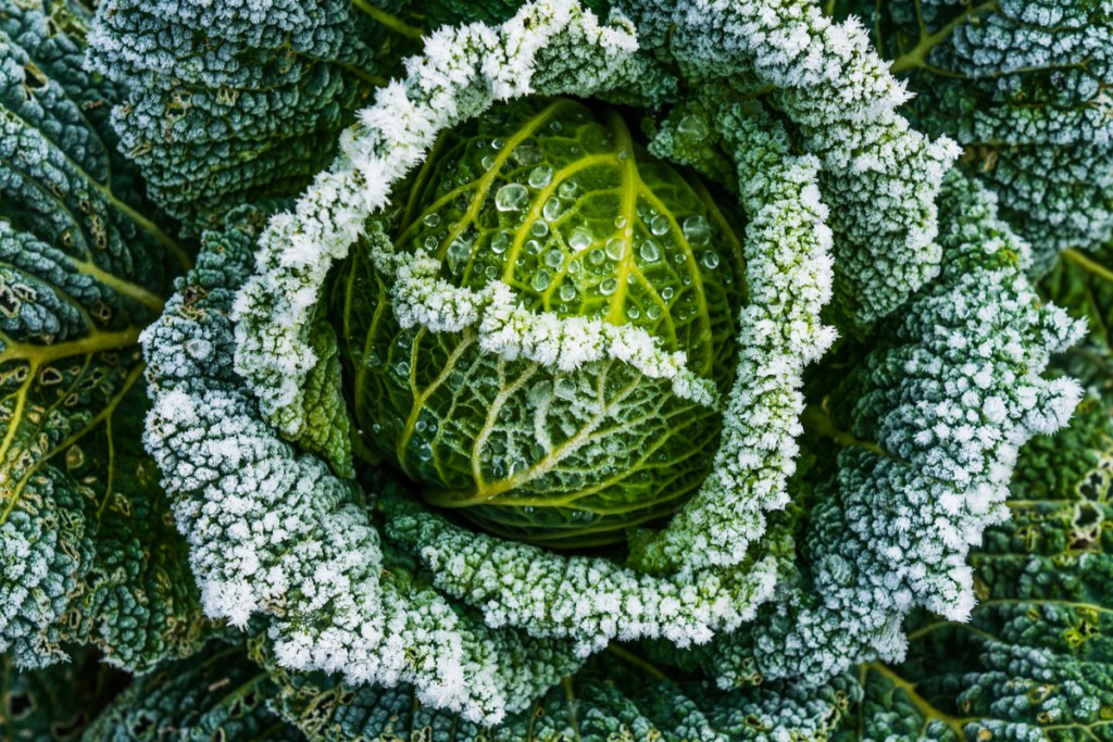 cabbage in garden with frost