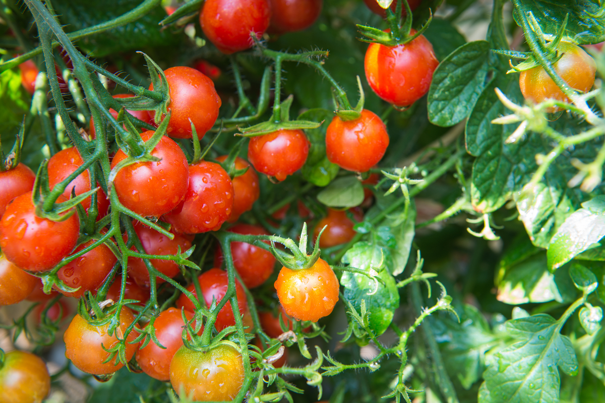  When to harvest cherry tomatoes at peak ripeness for maximum flavor