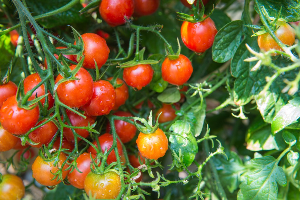 ripe cherry tomatoes on the vine