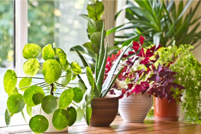A row of colorful houseplants in a sunny window
