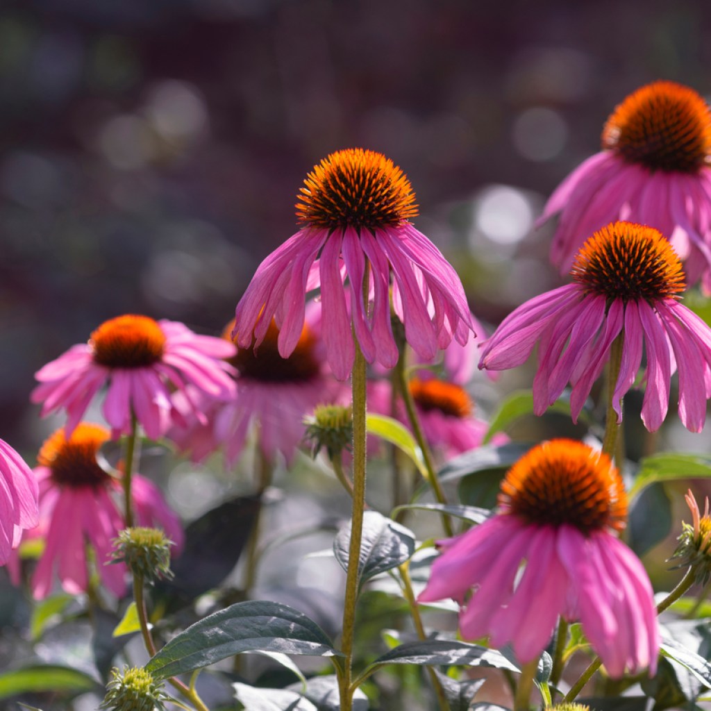 A group of purple coneflowers