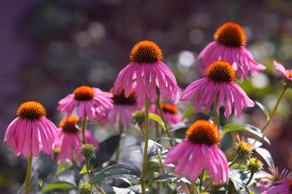A group of purple coneflowers