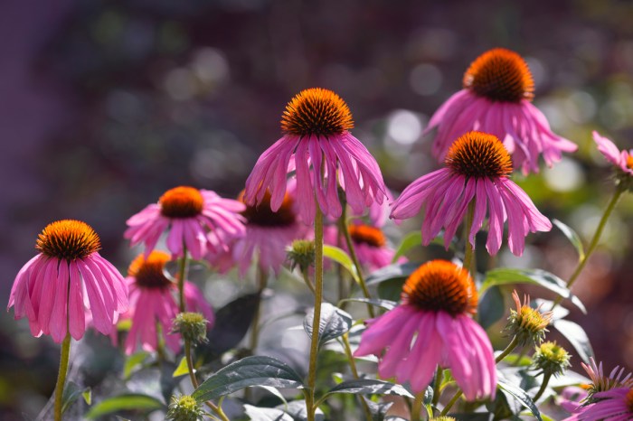 A group of purple coneflowers