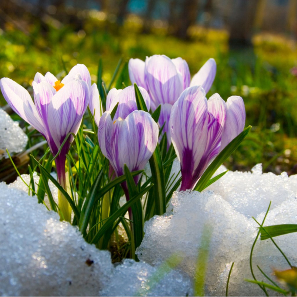 crocus flowers blooming in snow