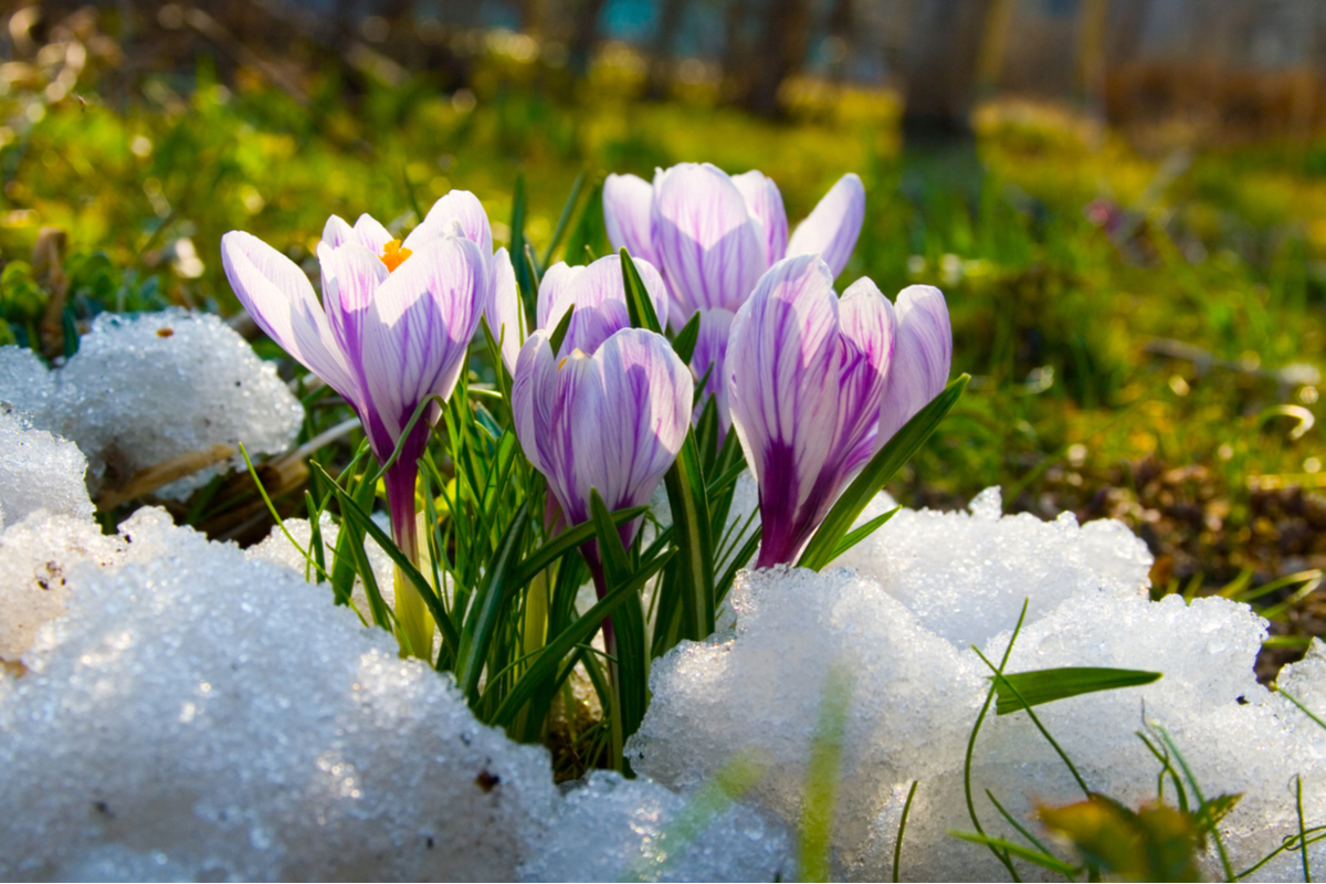 Crocus flowers blooming in snow