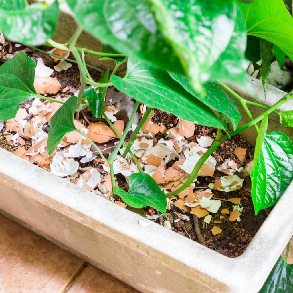 A plant in a rectangular pot with egg shells crushed inside
