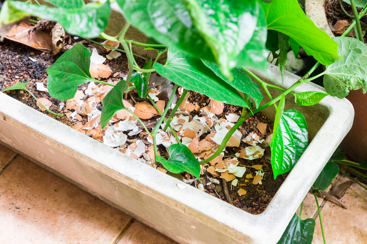A plant in a rectangular pot with egg shells crushed inside