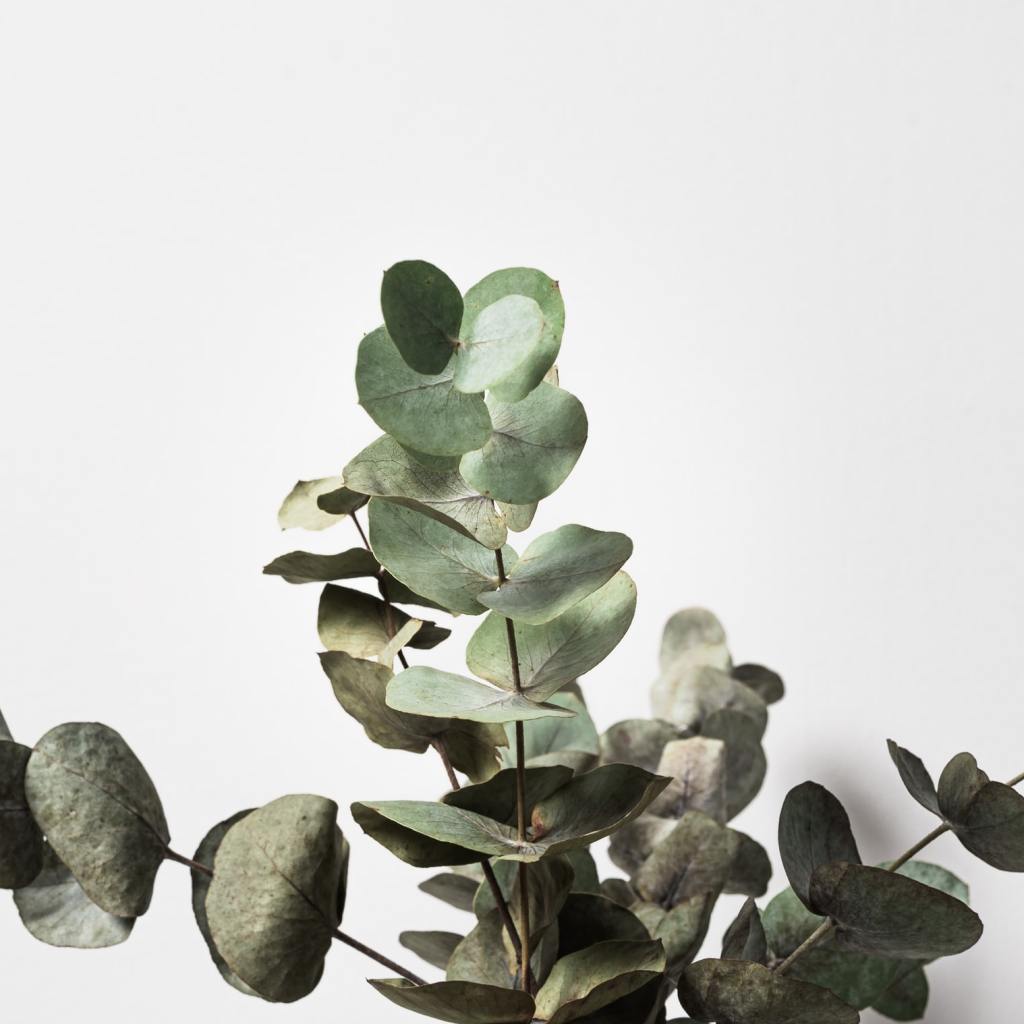 Eucalyptus branch