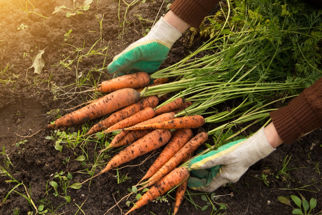 A pile of freshly harvested carrots