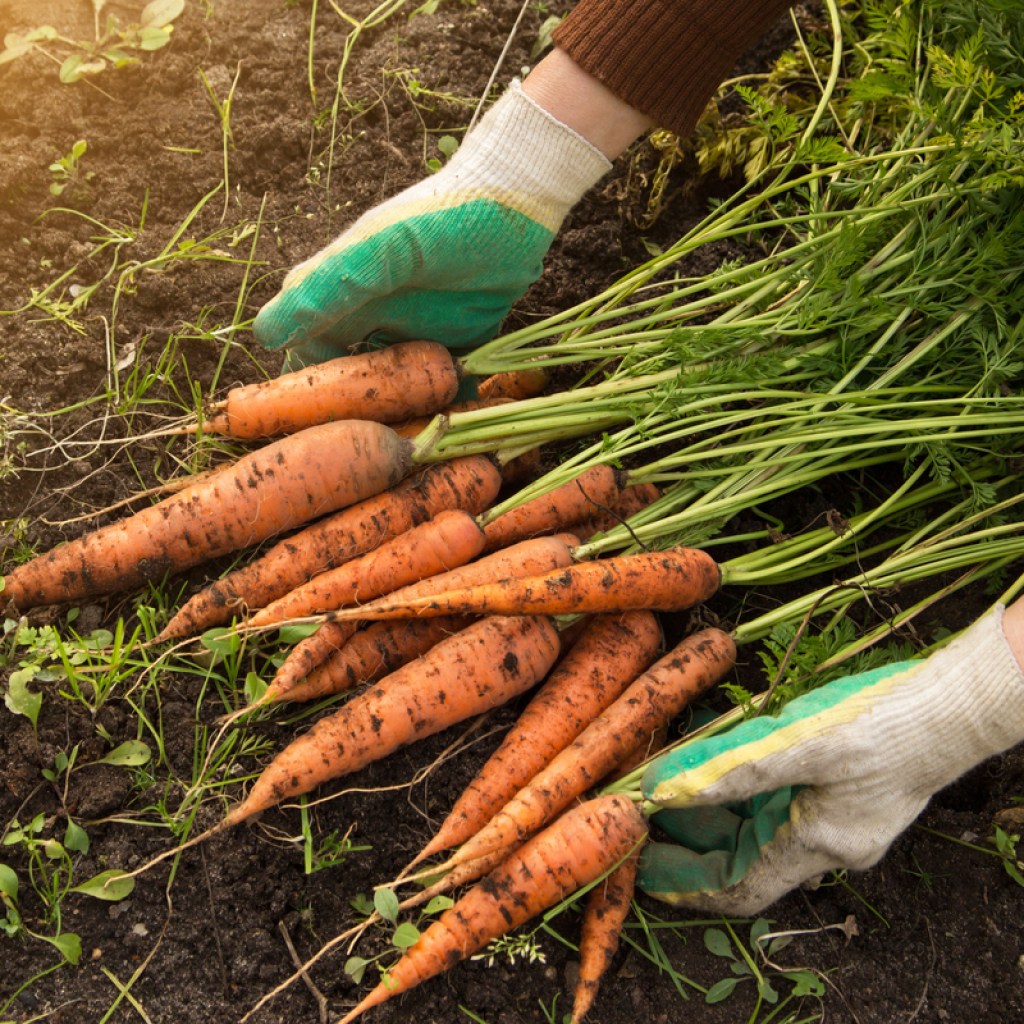 A pile of freshly harvested carrots