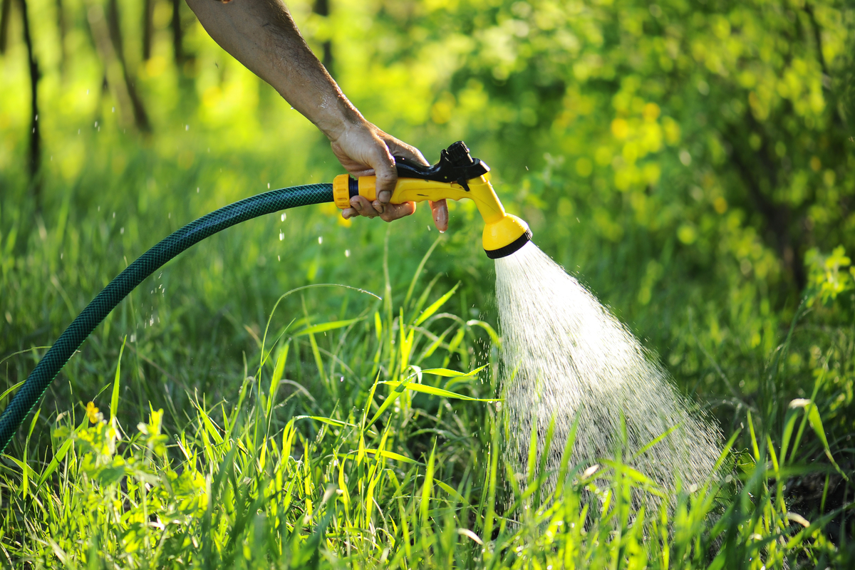watering plants with a garden hose
