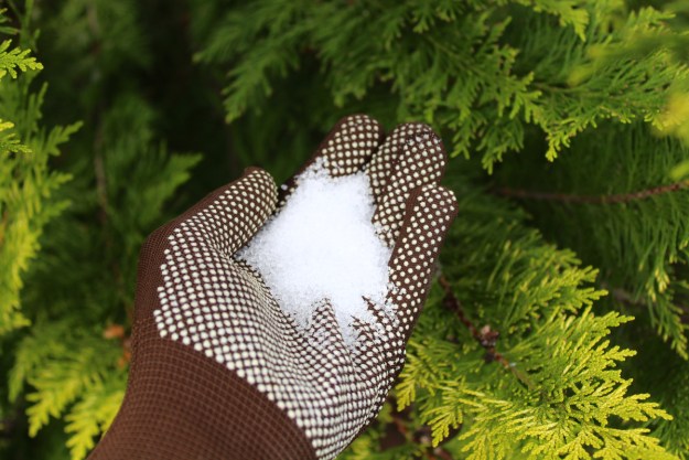 Hand in a brown and white glove holding a pile of Epsom salt next to an evergreen tree
