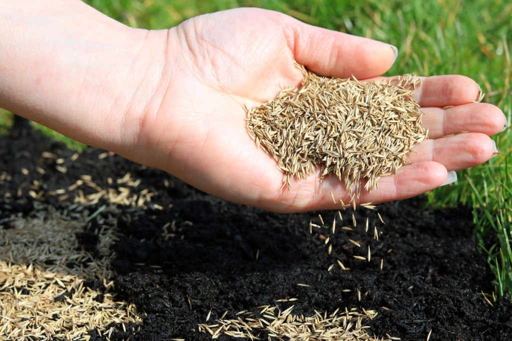 Handful of grass seed