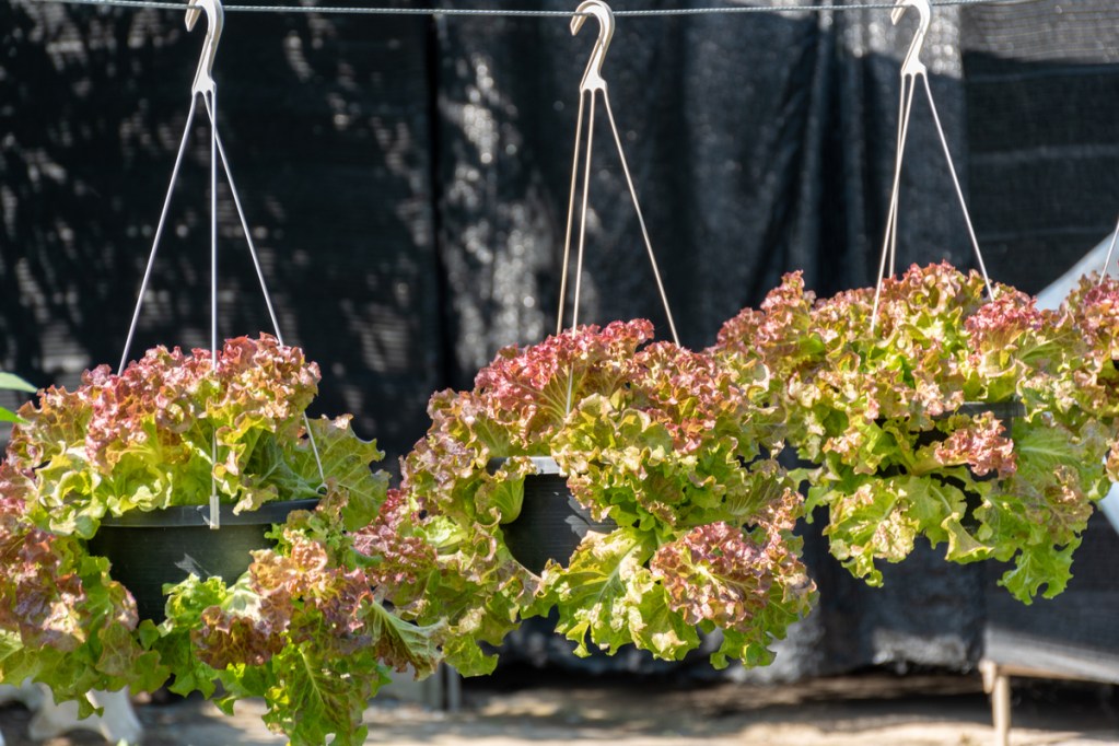 Fresh lettuce growing in hanging baskets, ideal for small spaces