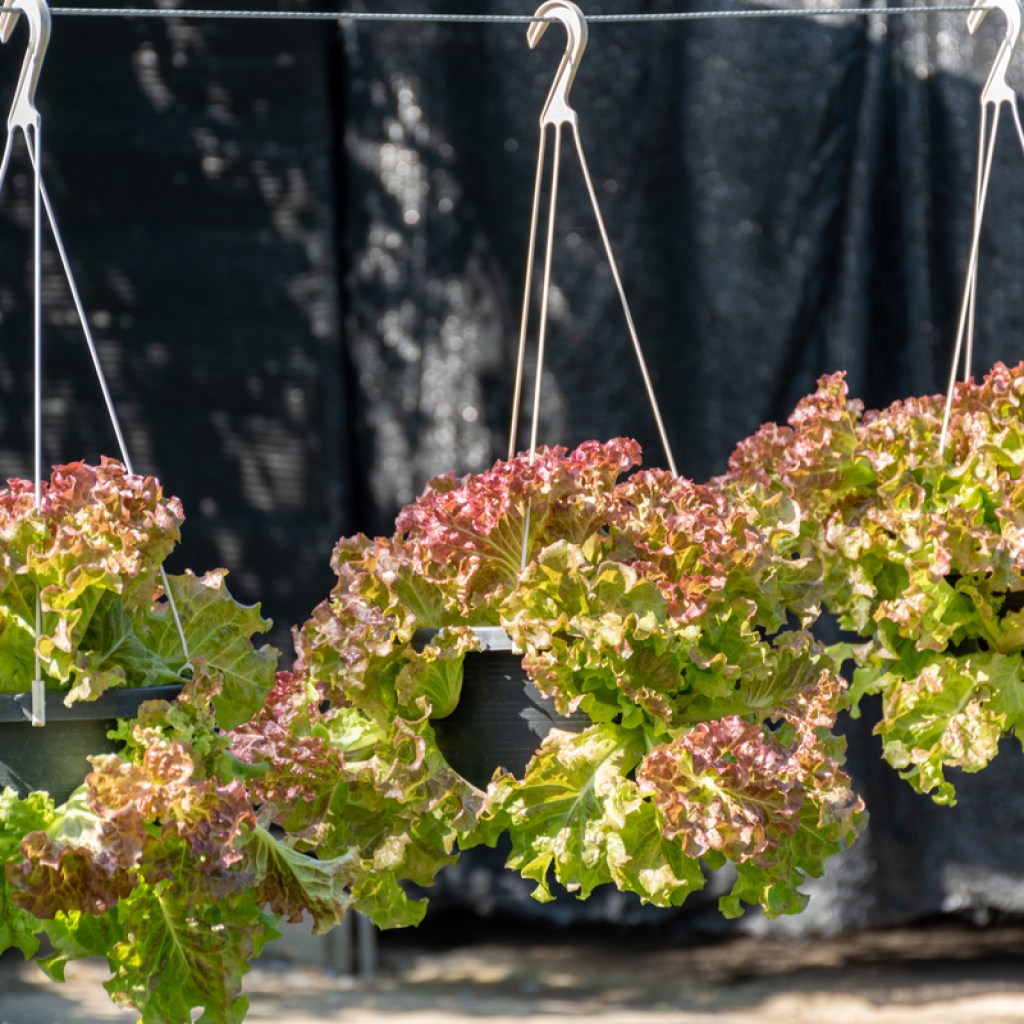 Lettuce growing in hanging baskets
