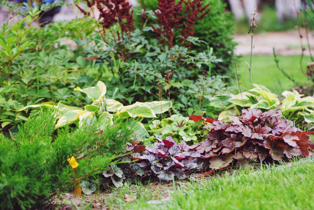 Mixed perennials including heuchera and hosta