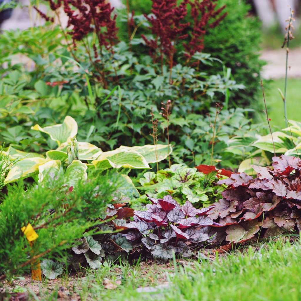 perennial border with heuchera and hosta