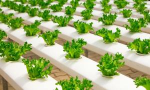 Vegetables growing hydroponically