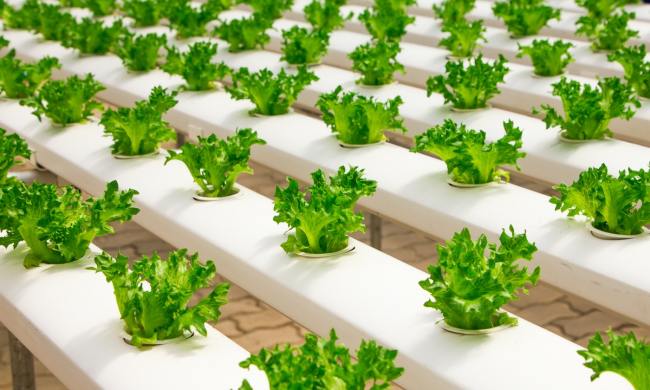 Vegetables growing hydroponically