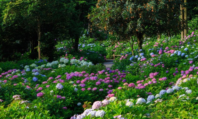 A shady hydrangea garden