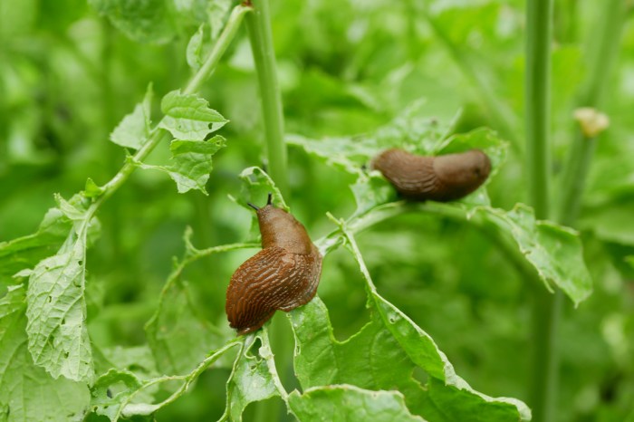 Two large brown slugs eating a plant
