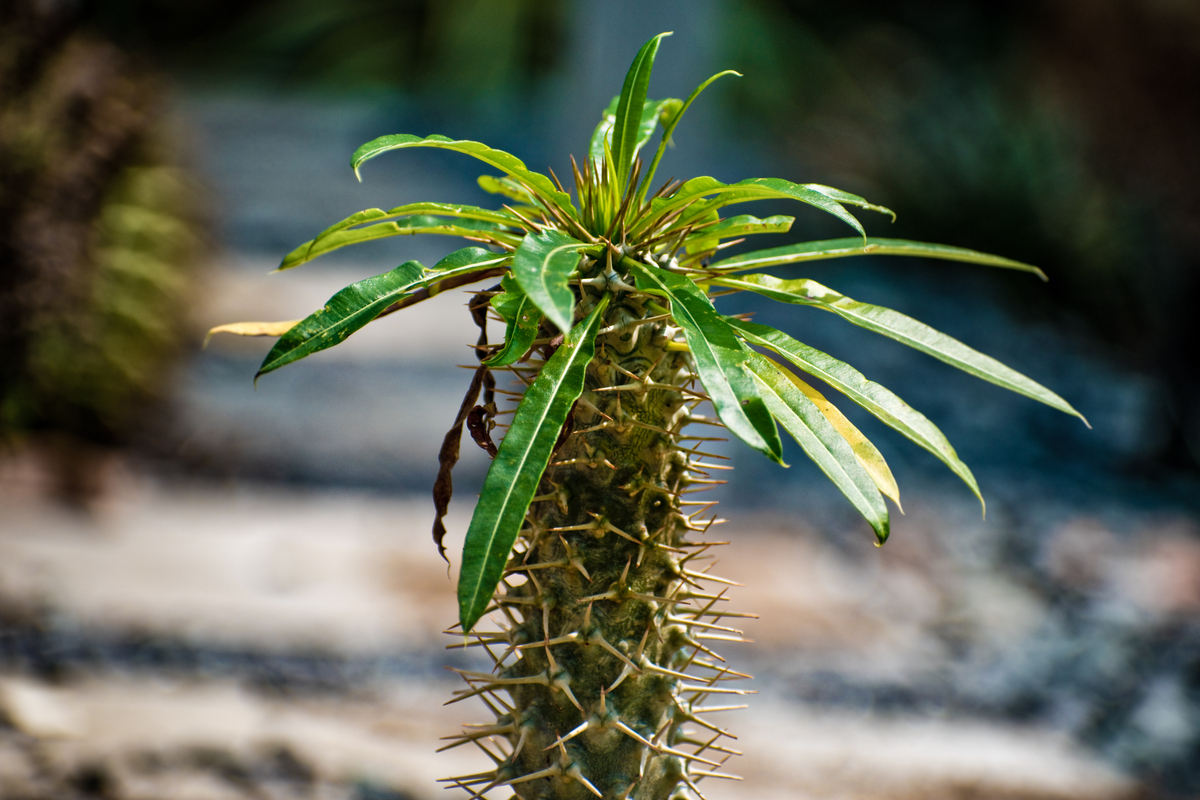 everything you need to know about madagascar palm tree care