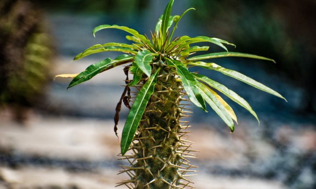 Madagascar palm tree