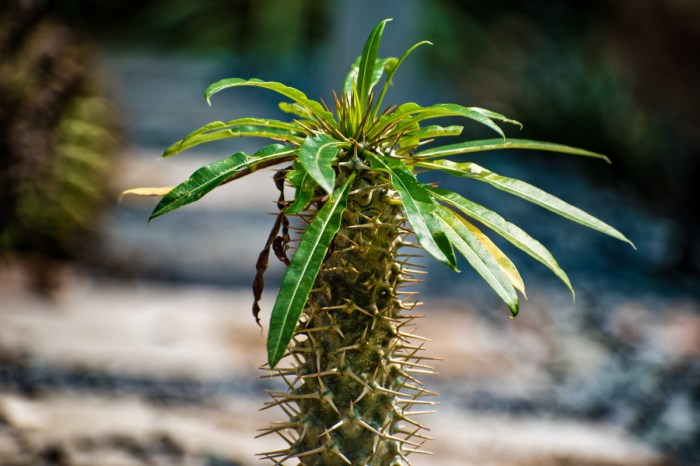 Madagascar palm tree