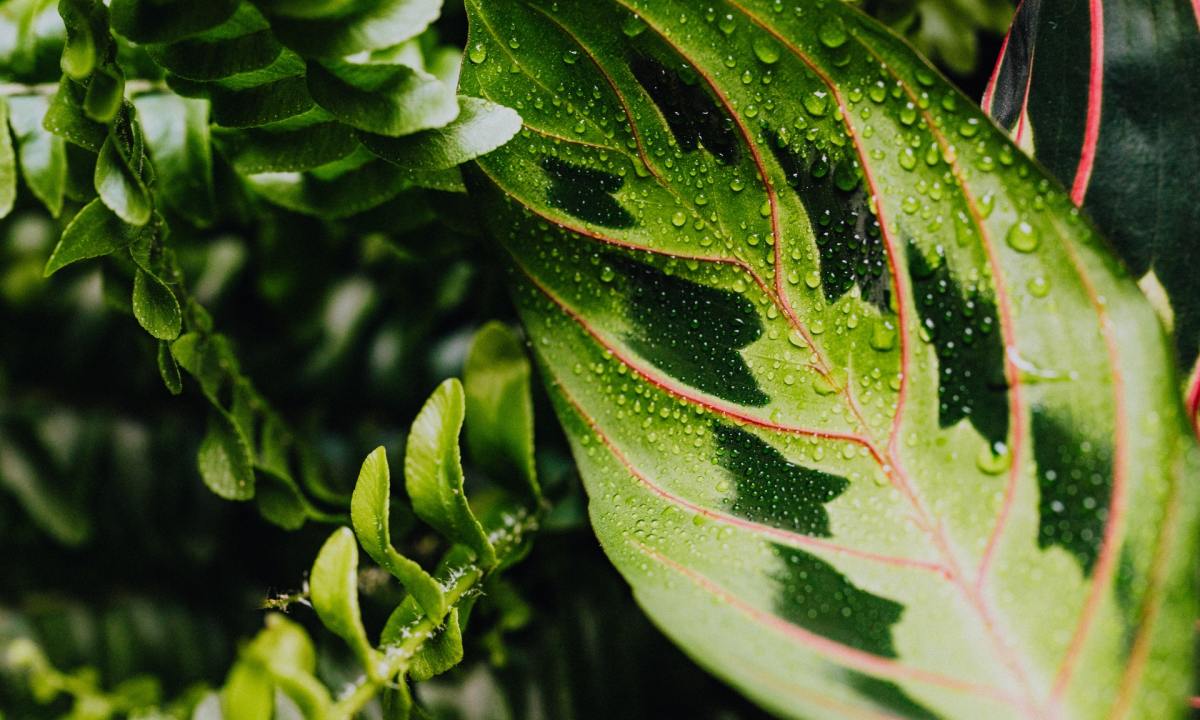 Maranta