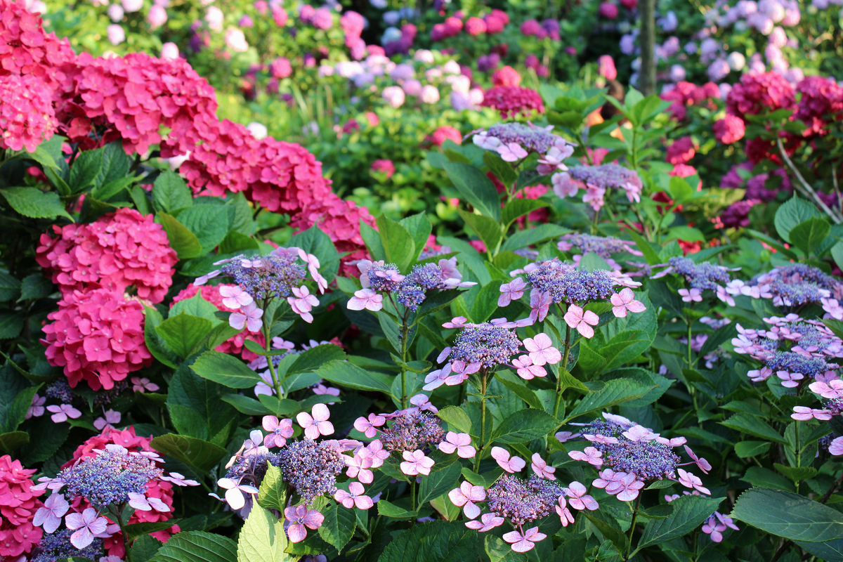Image of Hydrangeas companion plant for knock out roses