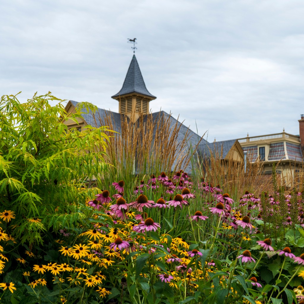 black eyed Susans and coneflowers in a garden
