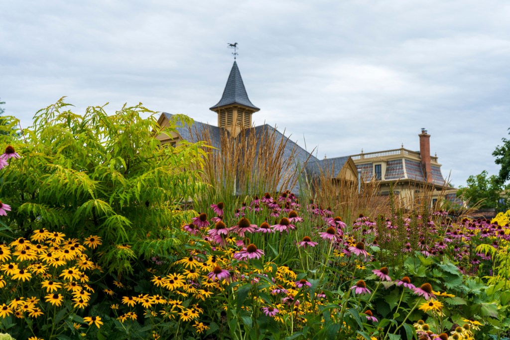 black eyed Susans and coneflowers in a garden