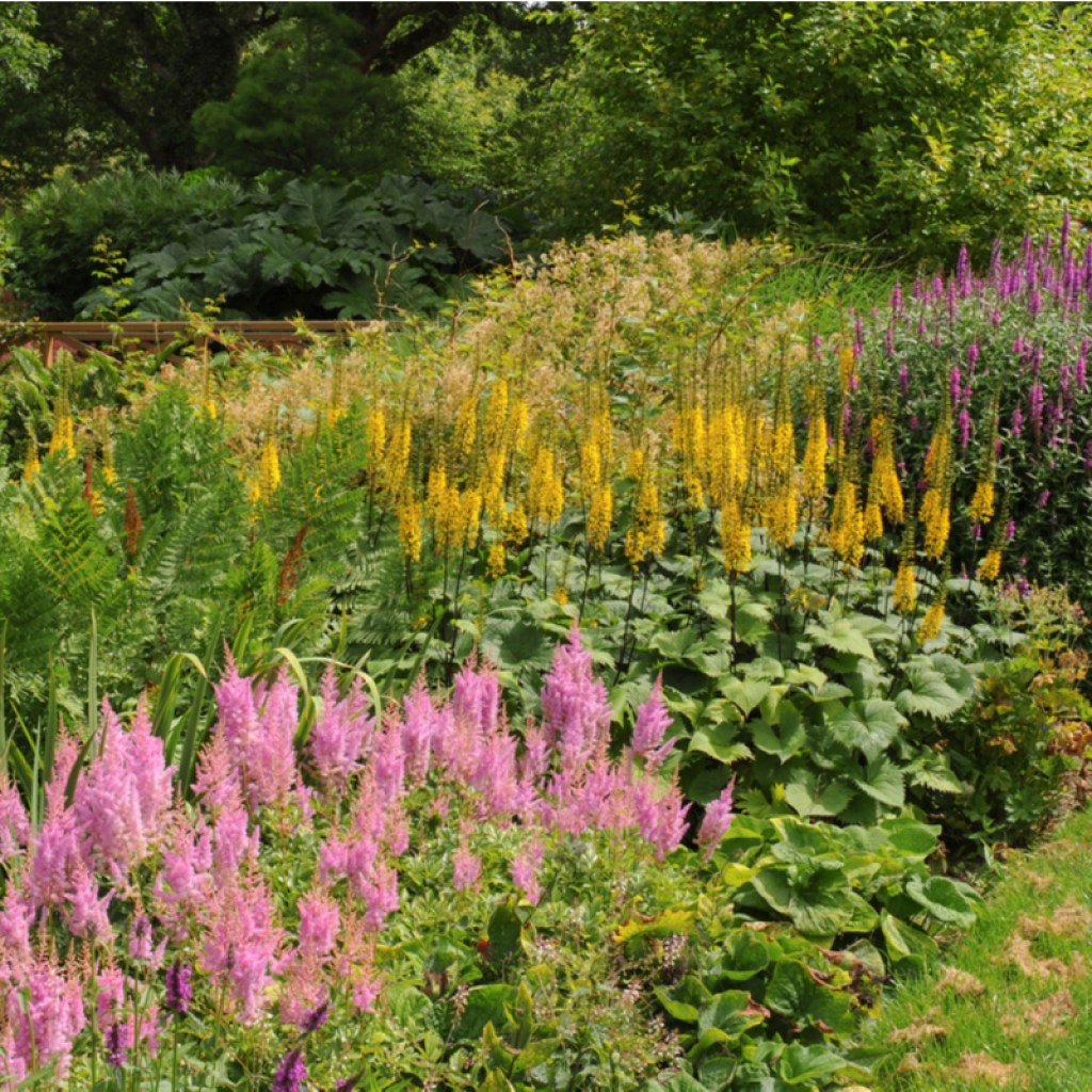 flower garden at the edge of a lawn